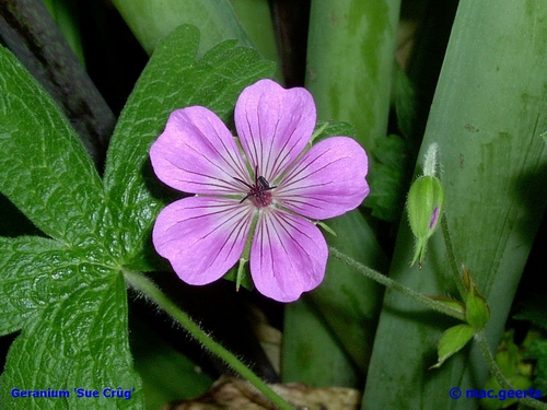 Geranium 'Sue Crug'